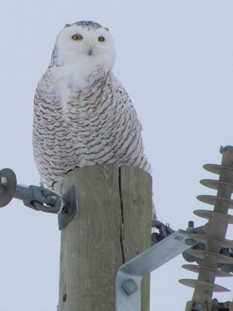 Juvenile Snowy Owls are a frequent visitor to the prairies west of Calgary during winter.