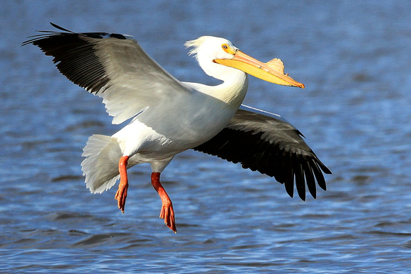 American White Pelicans are a massive bird with a wingspan of nearly 3 metres!