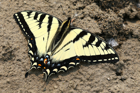 Canadian Tiger Swallowtails are my favorite butterfly. They are quite large with wingspans up to 90 mm.