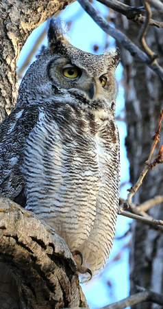 I felt privileged to be able to get so close to this Great Horned Owl. I am glad that Calgary has a healthy population of my very favorite species of bird.