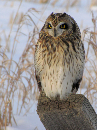 Short-eared Owls are one of the more elusive species in Alberta.