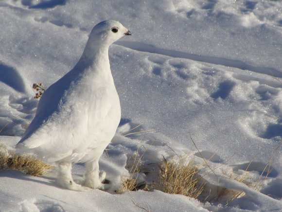 White-tailed Ptarmigan are gorgeous creatures of the high country which are pure white in winter.