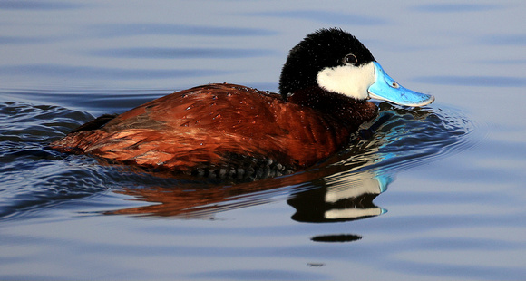 Ruddy Ducks are quite unusual, but they are still my favorite type of duck. This photo does not do the blue color of the beak justice.