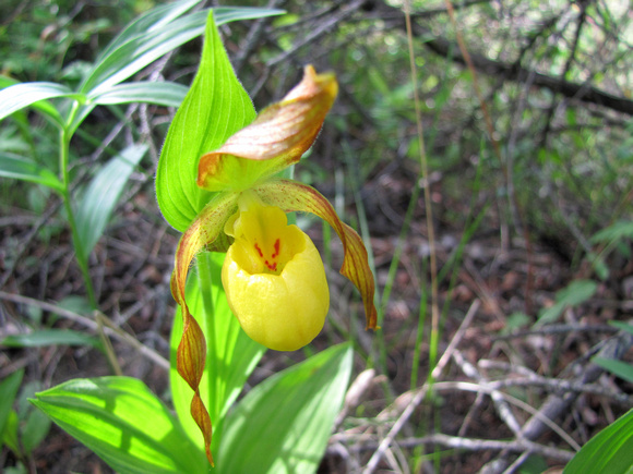 Yellow Lady's-slipper Orchids are one of the most unusual flowers I have seen in the parks on the west side of Calgary.