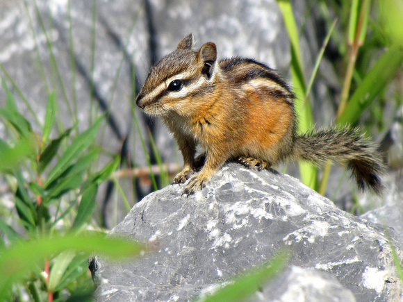 Least Chipmunks are skittish little rodents that are frequently seen in the Rockies and foothills. There are even a few living in the Weaselhead Natural Area on the west side of Calgary.