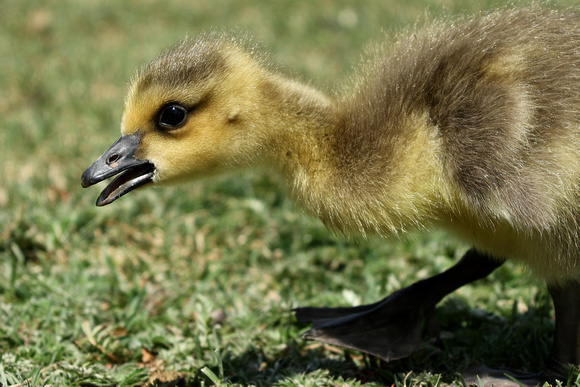 I think that the goslings of Canada Geese are one of the best looking offspring of any bird.