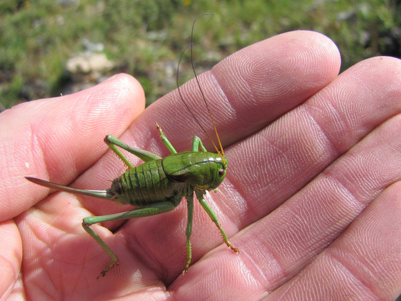 This Mormon Cricket was a really cool discovery on the open slopes above tree line. I had never seen one before.
