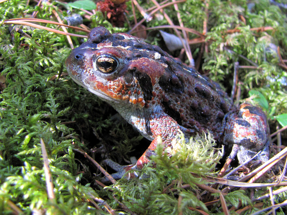 Boreal Toads are one of the creatures you may find while hiking the forests of the Rockies.