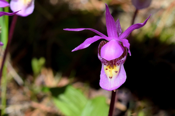 This is one of the healthiest Calypso Orchids I have ever seen. They are so pretty and always a privilege to find.