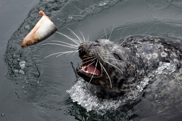 This Harbor Seal enjoys free fish handouts in Victoria.