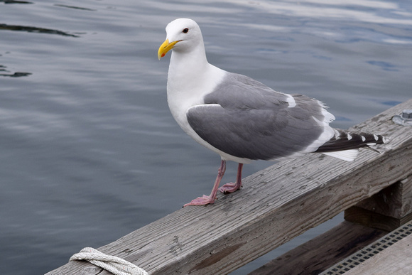 Glaucous Gulls are one of the largest species of ocean bird on the west coast.