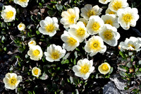 This cluster of White Mountain Avens brightened up the barren ridge.