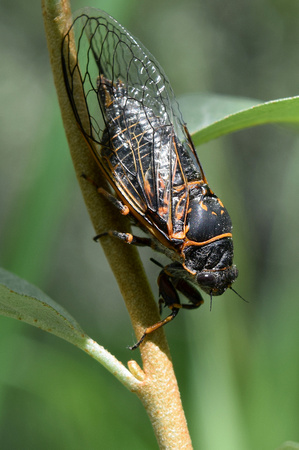 Canadian Cicadas are the loudest insect in Alberta and this one had beautiful markings.
