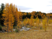 The larches in this area are some of the most prolific anywhere in the Canadian Rockies.