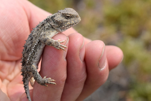 I was amazed of how tolerant this adult Short-horned Lizard was of my handling it.