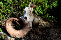 This was an amazing (although somewhat grizzly ) discovery down in the drainage. I believe this Bighorn Sheep Ram may have been the victim of a Bear, but it is hard to say what happened for sure.