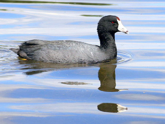 American Coots have the strangest feet of any bird i have ever seen. Each toe is a paddle which collapses in the forward stroke.