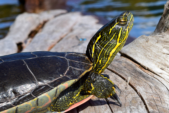 Western Painted Turtles are beautifully colored up close, but surprisingly camouflaged from afar.