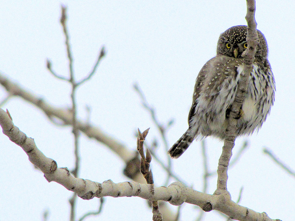 I was very excited to see Canada's smallest owl right in the city! This is a Northern Pygmy Owl. They have false eyes on the back of their head to protect them from larger predators.