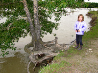 Amy poses beside this Cottonwood which is tenaciously clinging to the banks of the Bow River in the Inglewood Bird Sanctuary.
