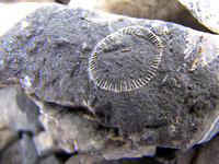 This is just one of many fantastic fossils that Riley and I found on a rockslide above Elbow Lake.