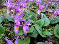 I have never seen so many Calypso Orchids as we saw around Johnson Lake. These flowers can be easily overlooked even though they are so beautiful as they are tiny.
