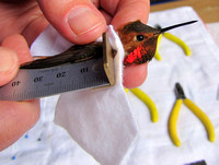 Sharon took this photo of a male Rufous Hummingbird about to be banded. Susanne Maidment does this each year and the kids were lucky enough to each get to hold a hummingbird!
