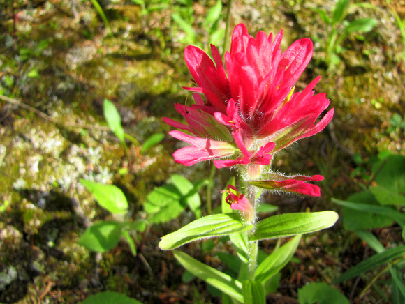 Indian Paintbrush always remind me of summertime in the Rockies.