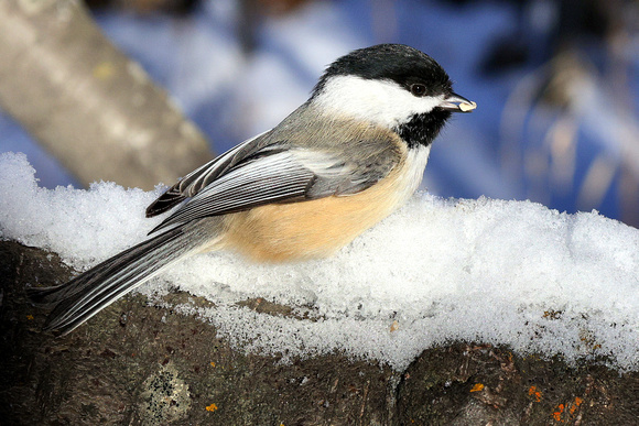 Black-capped Chickadees are the most active and cheerful bird during the long winters.