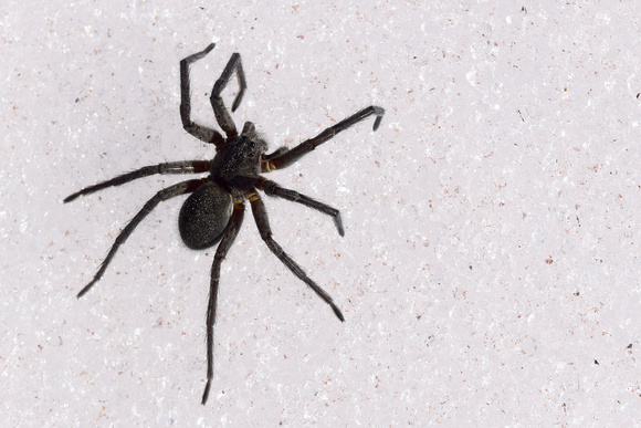 I believe this is a Wolf Spider. They are quite large (maybe 4 cm long including legs) and common high in the Rockies.