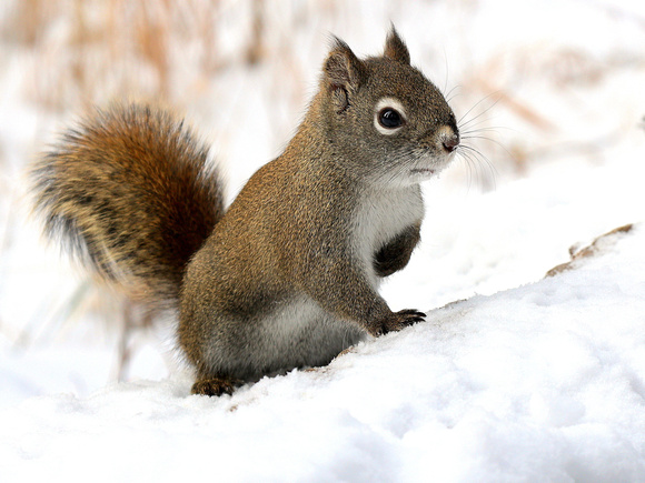 Red Squirrels are a very vocal addition to winter walks in the natural areas around Calgary.