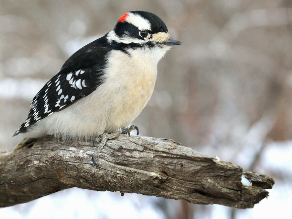 Downy Woodpeckers may be the smallest of their kind, but they are still fearless.