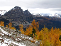 These were the last of the bright Larches as I made my way along the Monarch Ramparts.