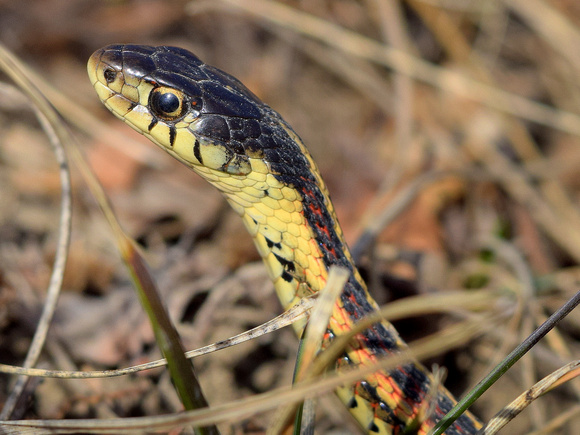 Red-sided Garter Snakes are the most colorful species of snake in Alberta  and surprisingly cold tolerant.