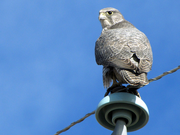 The kids and I saw this beautiful Gyrfalcon while driving SW of Calgary. They are the largest falcon on earth and spend summers up in the Arctic.