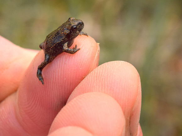 This Boreal Toad offspring was one of dozens in a spring along the Smith Dorrien highway.