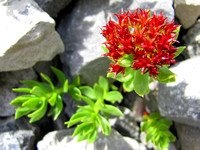 Roseroot is a very unusual (but still attractive) plant found in the Rocky Mountains. They can grow right on scree slopes as this one proves.