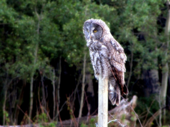 On the way home we were treated to this sighting of a Great Grey Owl.