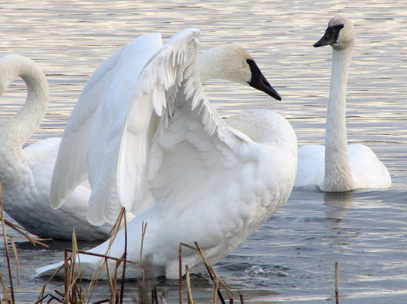 Trumpeter Swans are massive birds that make brief appearances in spring and fall during migration.