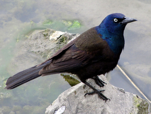Common Grackles are a large, aggressive blackbird that can be seen foraging on lawns around Calgary in the summer. I really like the irridescent color on their head and the bright yellow eyes.