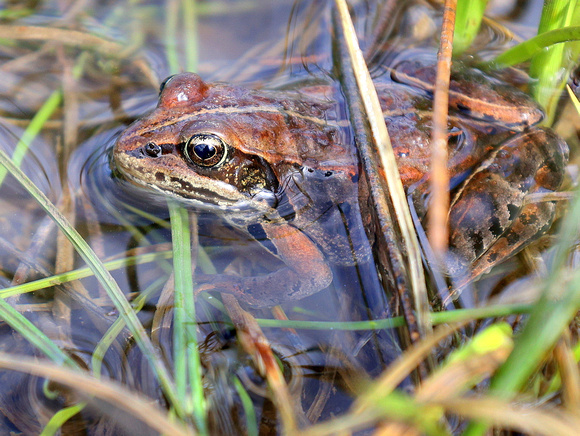 Wood Frogs are the easiest of the three local species to locate inside the city limits.