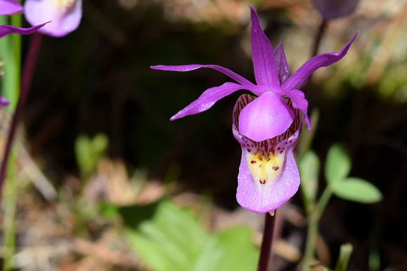 Calypso Orchids have blooms that are only a few centimetres across, but if you take the time to kneel down and look at them they are one of the most beautiful in Canada.