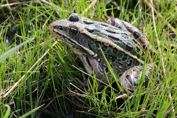 Northern Leopard Frogs are the largest in the province.