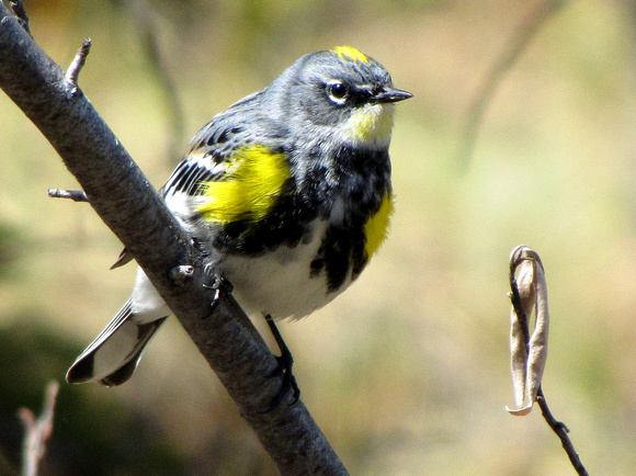 I believe this Yellow-rumped Warbler is a non-breeding adult Audubons subspecies.